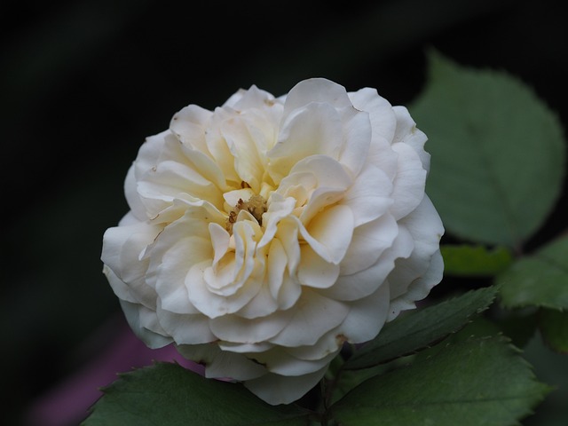 cremation services in Dallas, TX