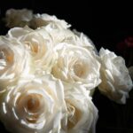 cremation services in Dallas, TX