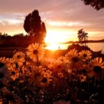 cremation services Farmers Branch, TX