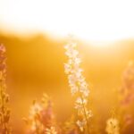 Trusted cremation services in Dallas, TX offering dignified care and personalized memorial options