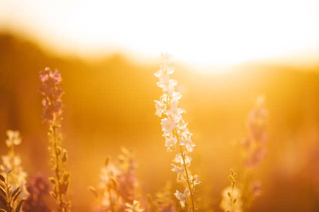 Choosing the Right Cremation Plan for Your Family’s Needs